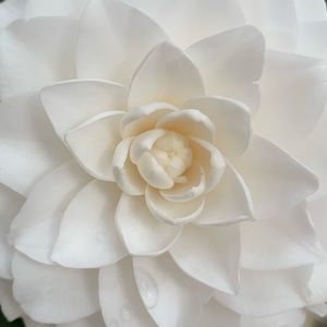 Meet your Posher, Jose